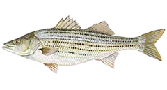 Striper png